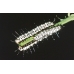 Heliconius species 10 larvae 